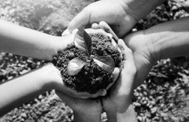 Hands holding a small plant
