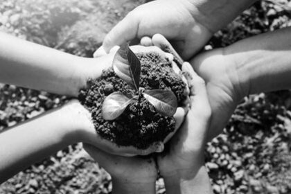 Hands holding a small plant
