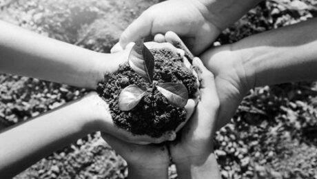 Hands holding a small plant