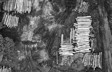 Forest being cut down, renewable resources