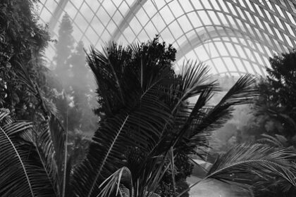 BW-nexus